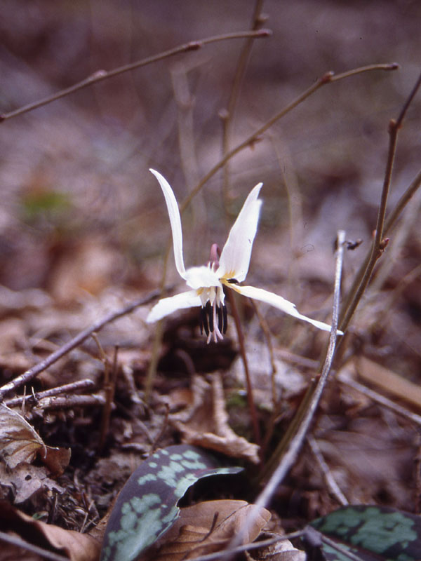 Gentiana cfr.orbicularis, Erythronium dens-canis, Potentilla cfr.brauneana e Carex sp.